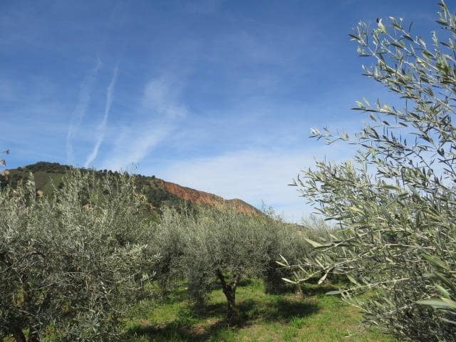 Undeveloped Land for sale in Cenes de la Vega - € 88,000 (Ref: 10014036)