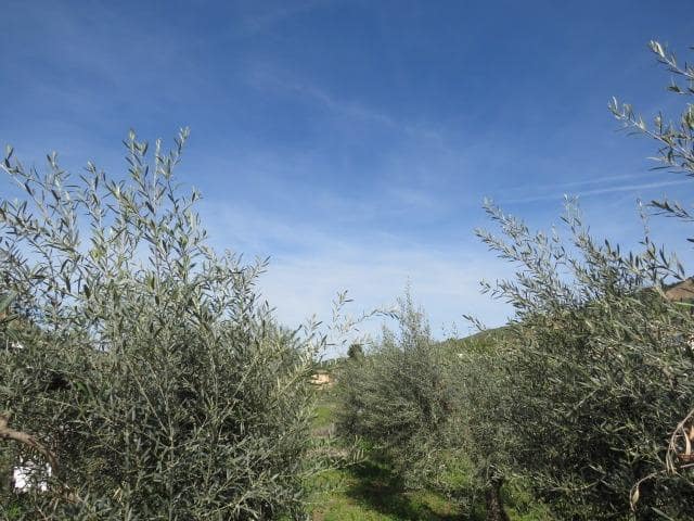Undeveloped Land for sale in Cenes de la Vega - € 88,000 (Ref: 10014036)
