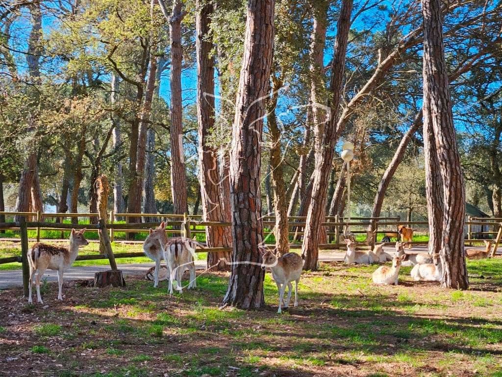 5 soverom Finca/Herregård til salgs i Caldes de Malavella med svømmebasseng garasje - € 875 000 (Ref: 9128650)