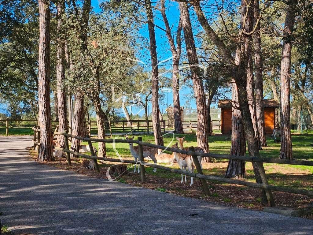 5 soverom Finca/Herregård til salgs i Caldes de Malavella med svømmebasseng garasje - € 875 000 (Ref: 9128650)