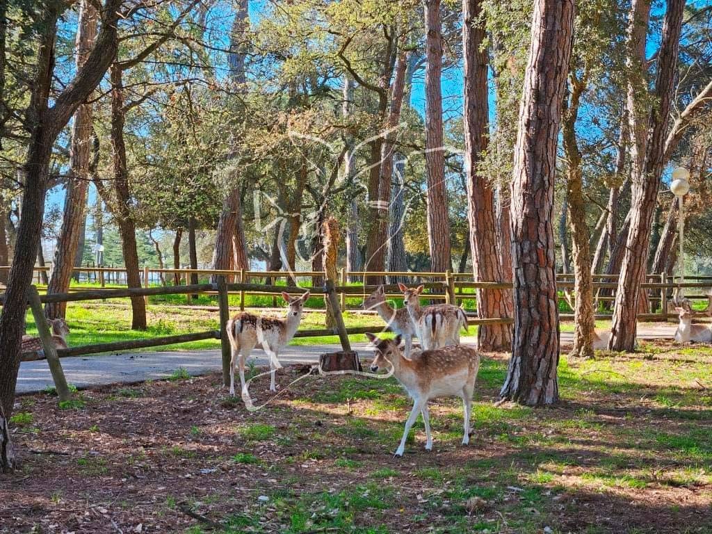 5 soverom Finca/Herregård til salgs i Caldes de Malavella med svømmebasseng garasje - € 875 000 (Ref: 9128650)