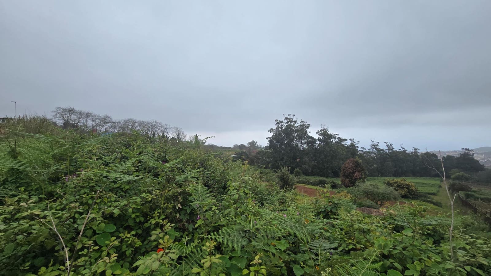 Terrain à Bâtir à vendre à Tacoronte - 250 000 € (Ref: 10034084)