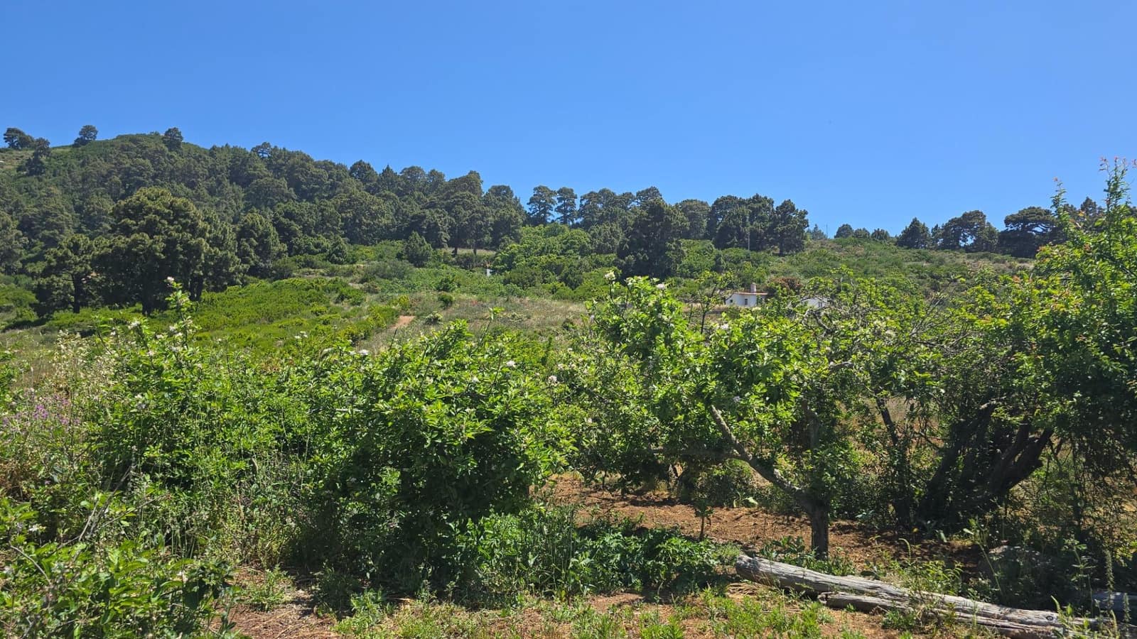 Terreno Non Edificato in vendita in Garafia - 145.000 € (Rif: 10148892)