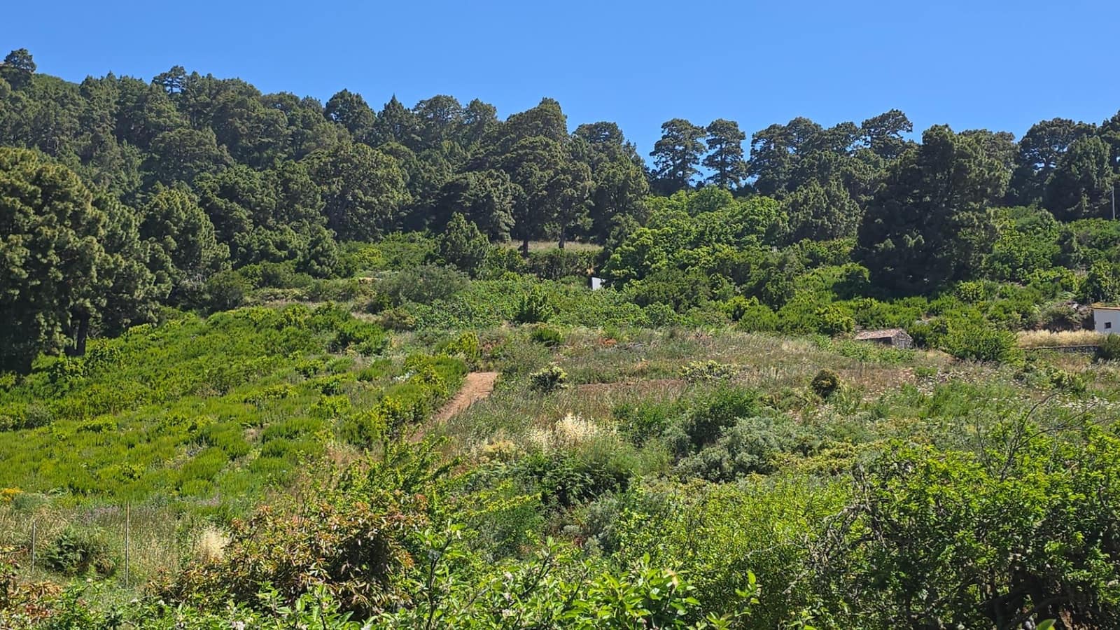 Terreno Non Edificato in vendita in Garafia - 145.000 € (Rif: 10148892)