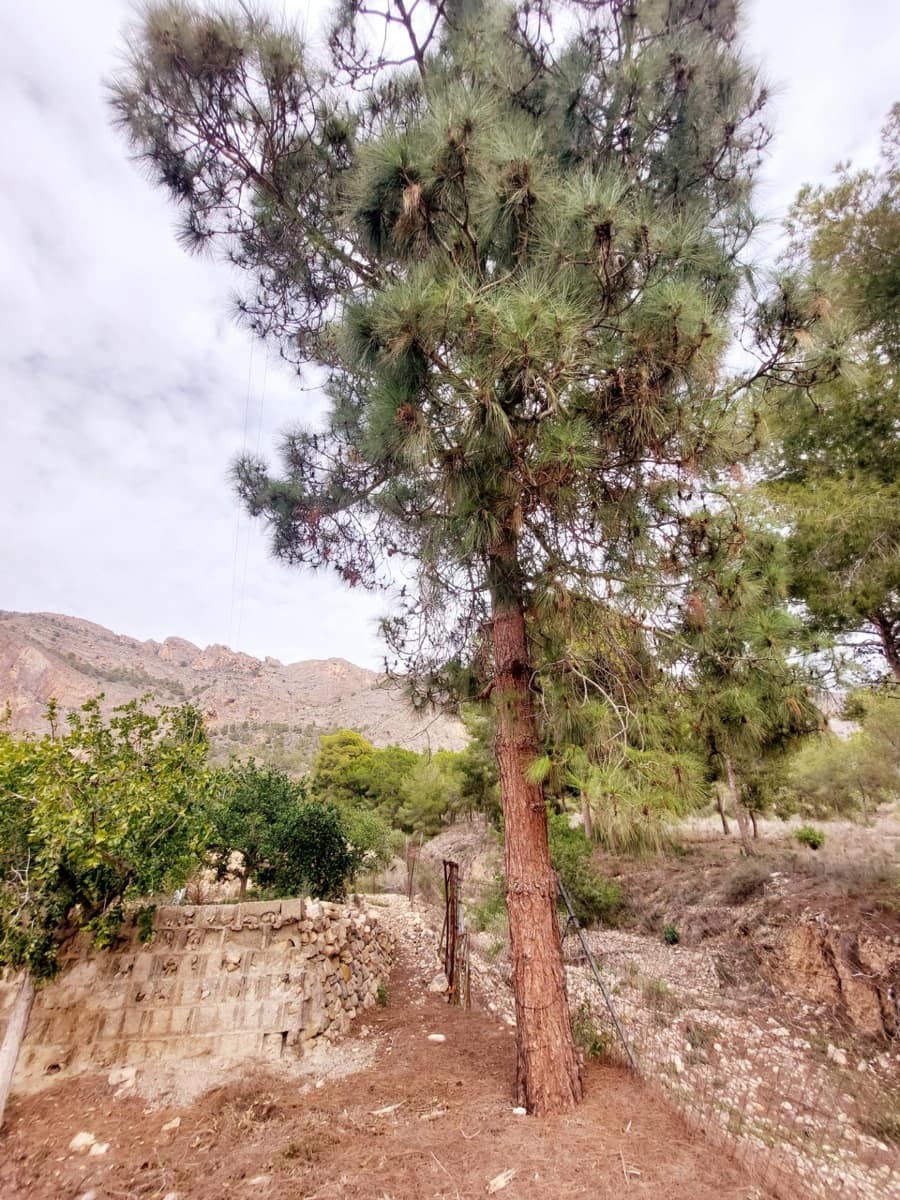 Finca/Casa Rural de 3 habitaciones en Raiguero de Bonanza en venta con piscina - 220.000 € (Ref: 9558761)