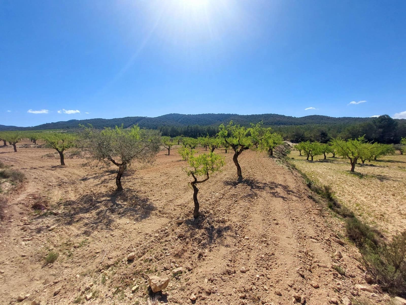 3 soveværelse Finca/Landehus til salg i Mula - € 75.000 (Ref: 9558765)