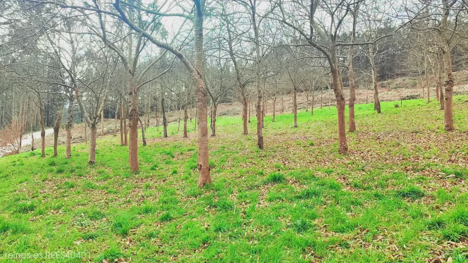 Building Plot for sale in A Pontenova - € 70,000 (Ref: 9725014)