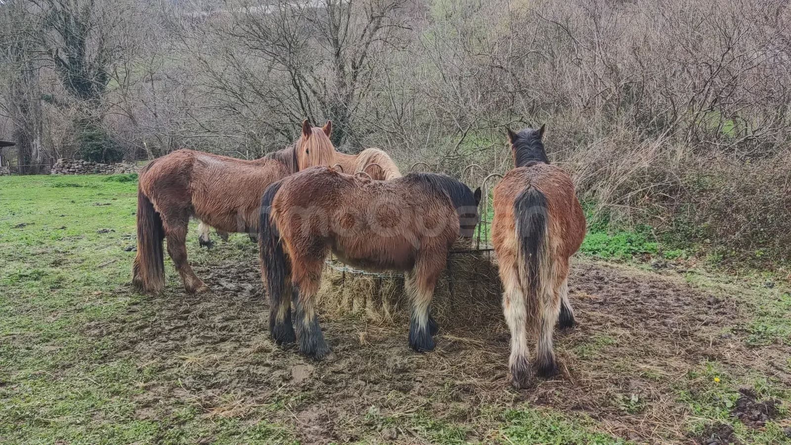 Grunde uden byggetilladelser til salg i Barcena de Pie de Concha - € 119.000 (Ref: 9763455)