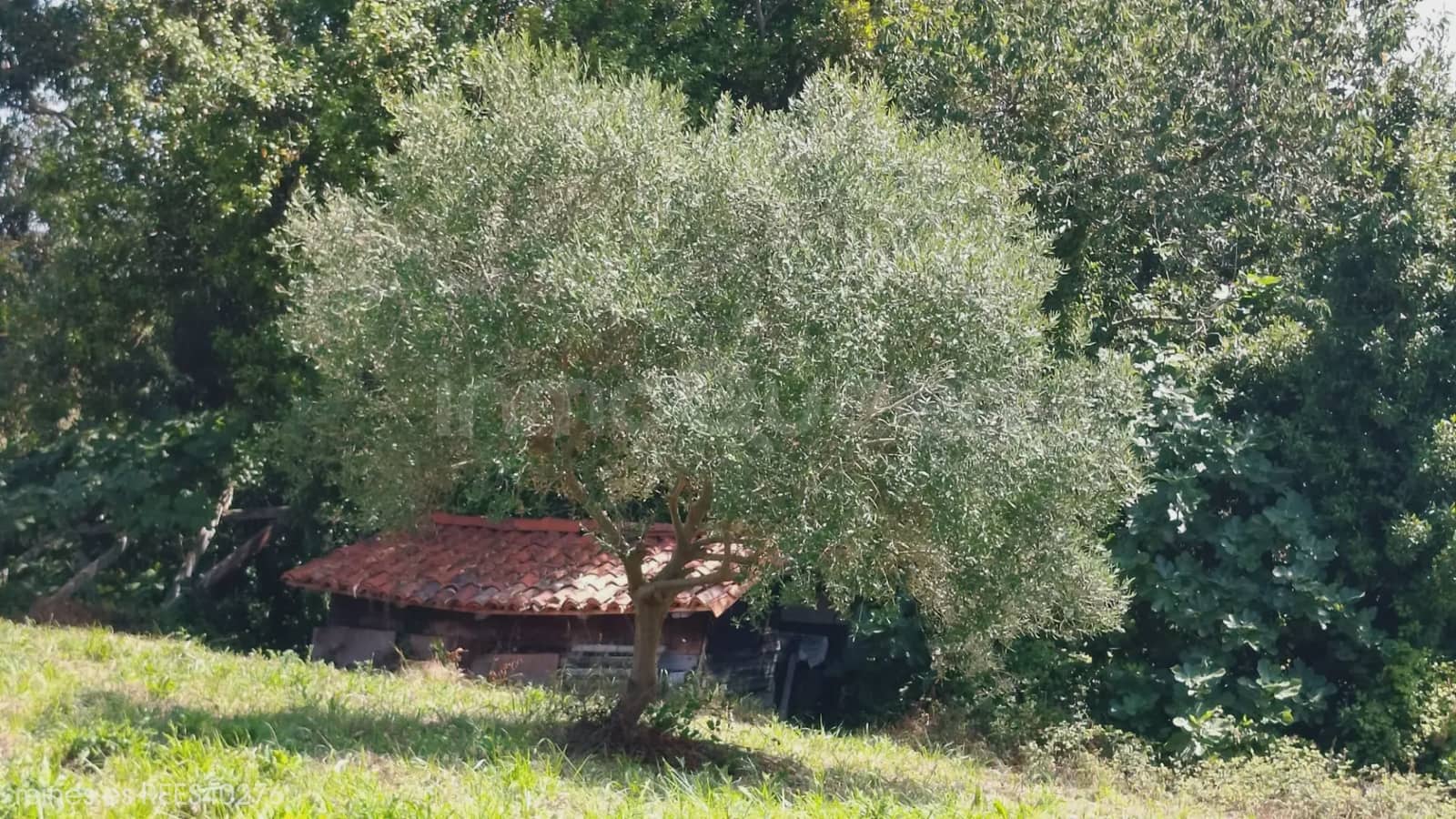 2 soverom Finca/Herregård til salgs i Villaviciosa - € 188 000 (Ref: 9819340)