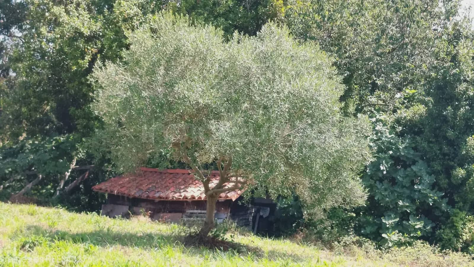 2 chambre Finca/Maison de Campagne à vendre à Villaviciosa - 188 000 € (Ref: 9819340)