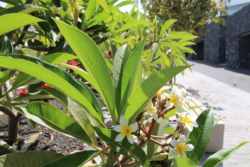 3 makuuhuone Huvila myytävänä paikassa Adeje mukana 
autotalli - 1 490 000 € (Ref: 9471865)