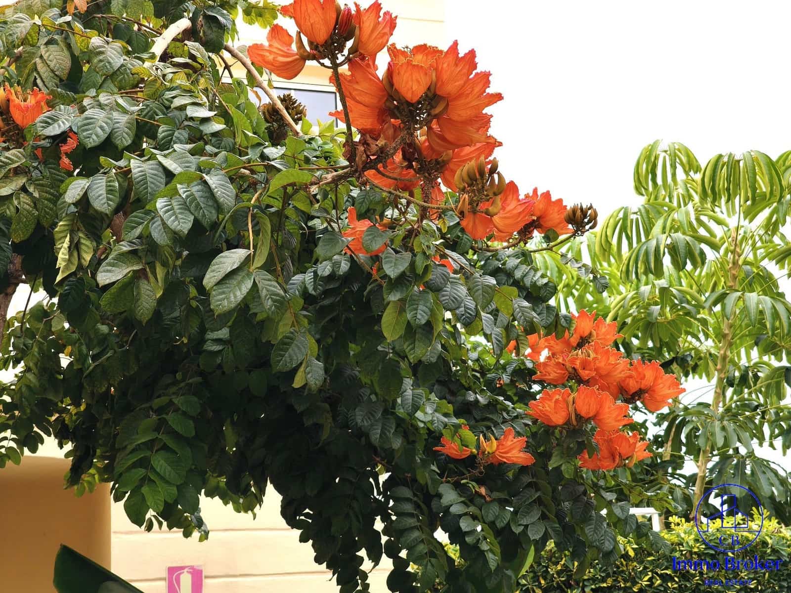 1 slaapkamer Flat te koop in Costa Adeje met zwembad - € 318.000 (Ref: 9788009)