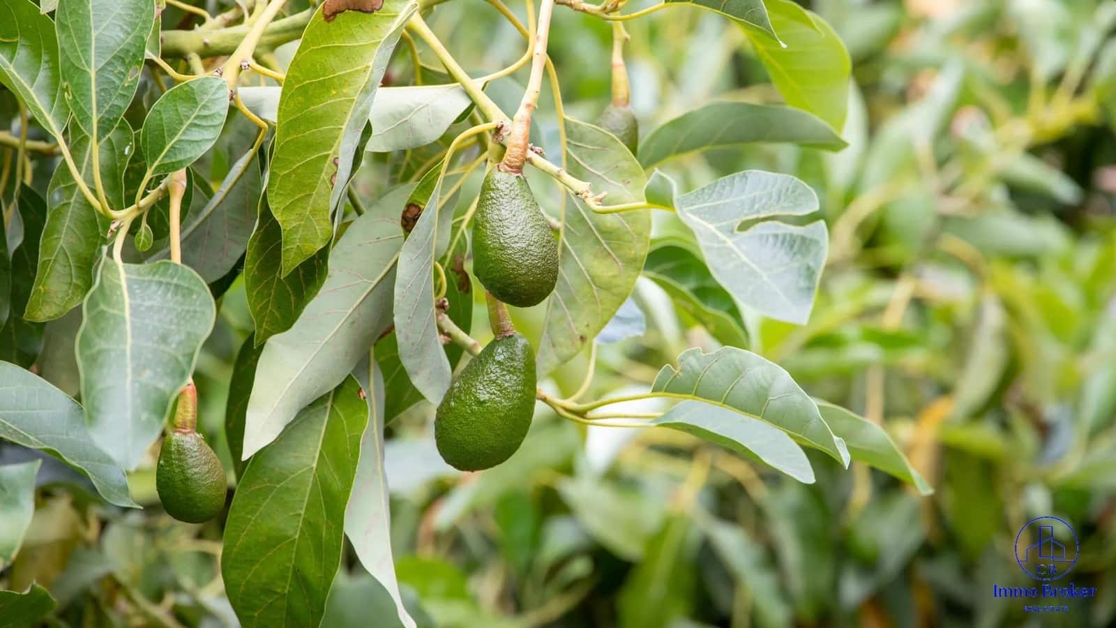 4 bedroom Villa for sale in Arafo with pool garage - € 990,000 (Ref: 9790292)