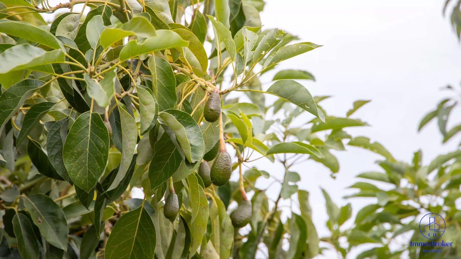 4 bedroom Villa for sale in Arafo with pool garage - € 990,000 (Ref: 9790292)