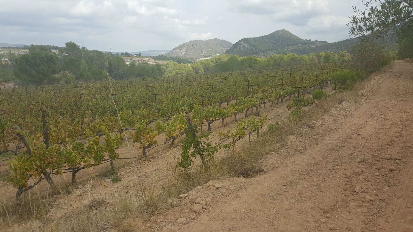 Finca/Country House for sale in Villarrobledo - € 8,000,000 (Ref: 9494951)