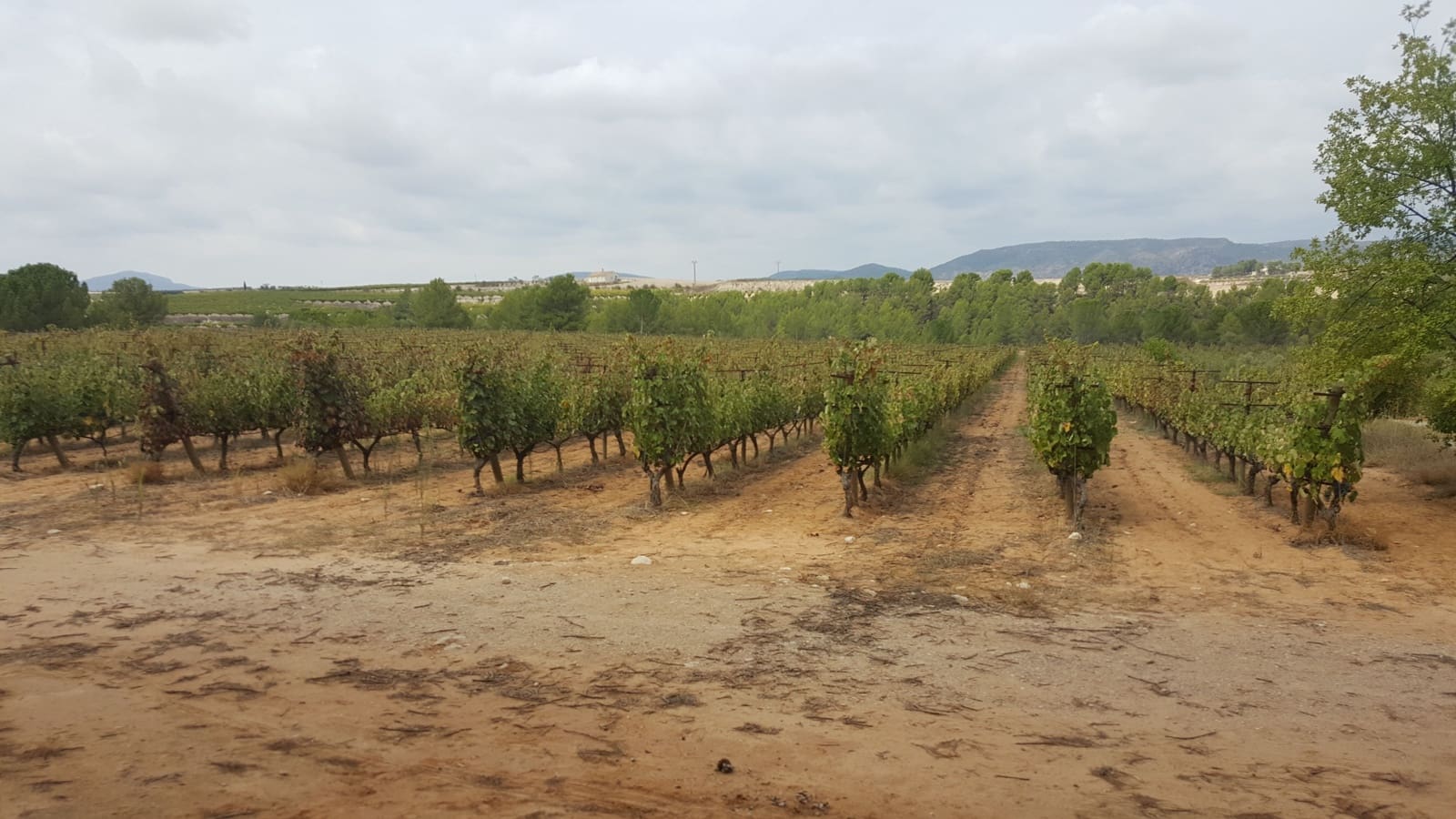 Finca/Country House for sale in Villarrobledo - € 8,000,000 (Ref: 9494951)