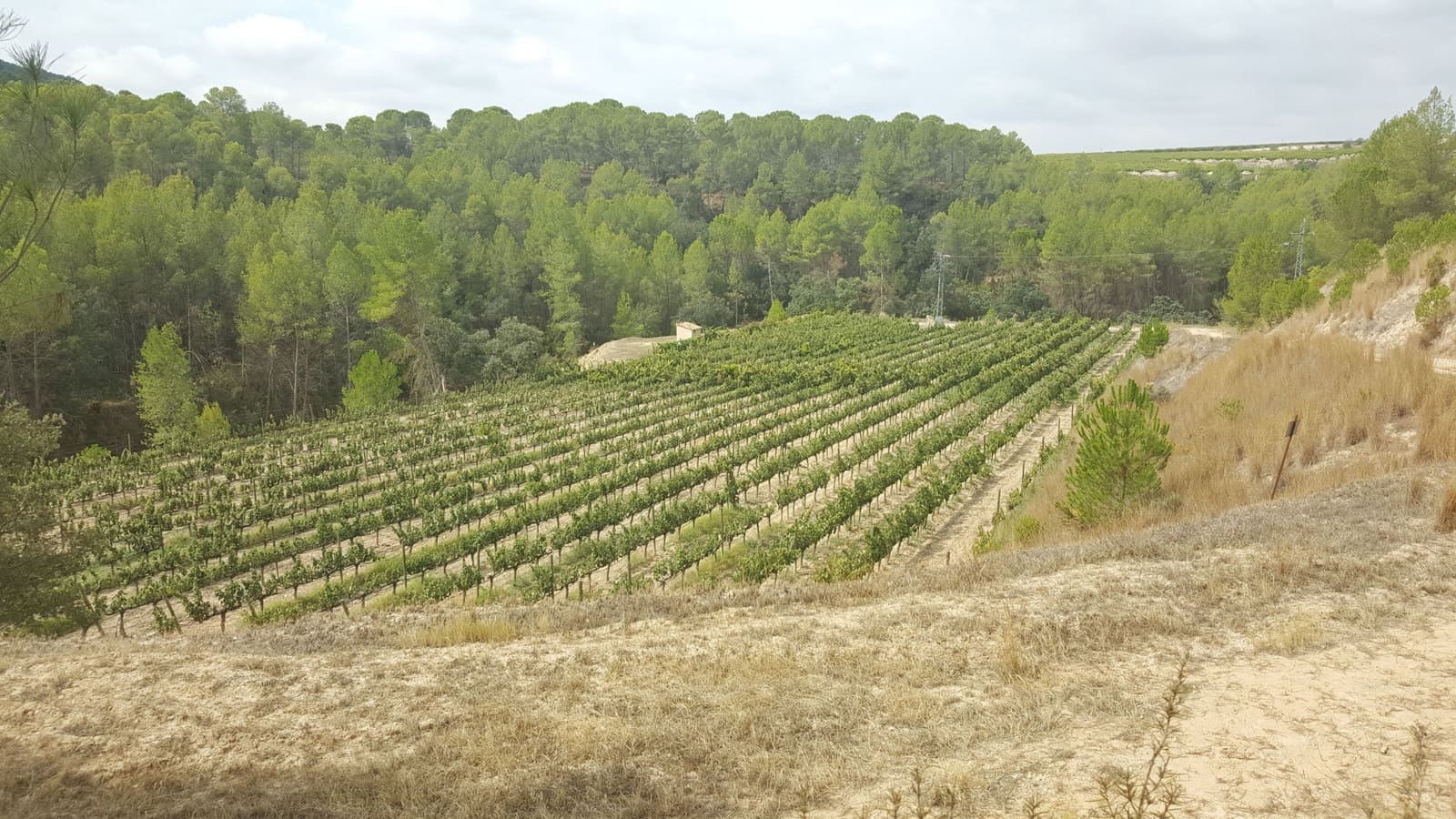 Finca/Country House for sale in Villarrobledo - € 8,000,000 (Ref: 9494951)