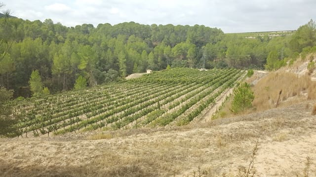 Finca/Casa di Campagna in vendita in Villarrobledo - 8.000.000 € (Rif: 9494951)