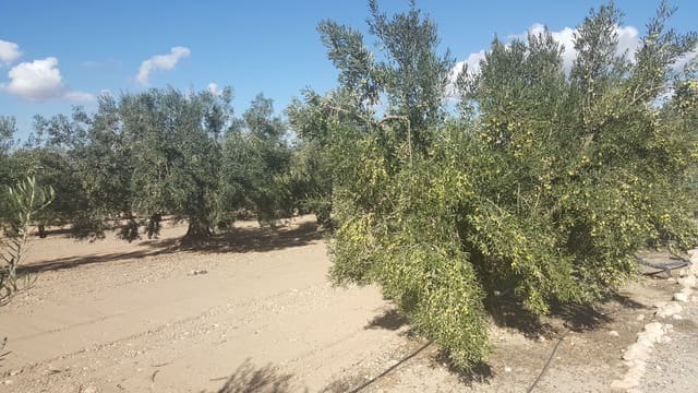 Finca/Landehus til salg i Villena - € 450.000 (Ref: 9494952)