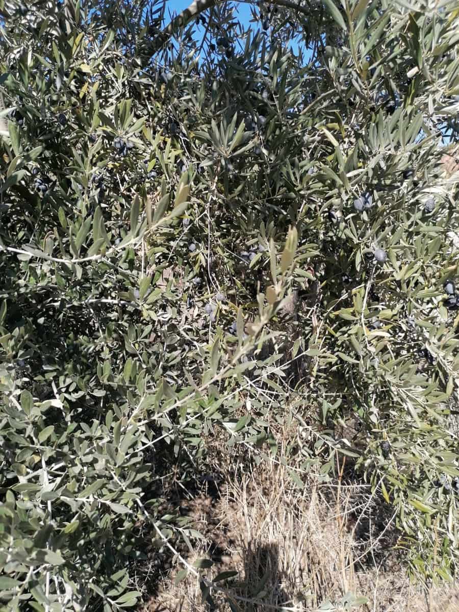 Finca/Country House for sale in Ubeda - € 40,000 (Ref: 9494953)