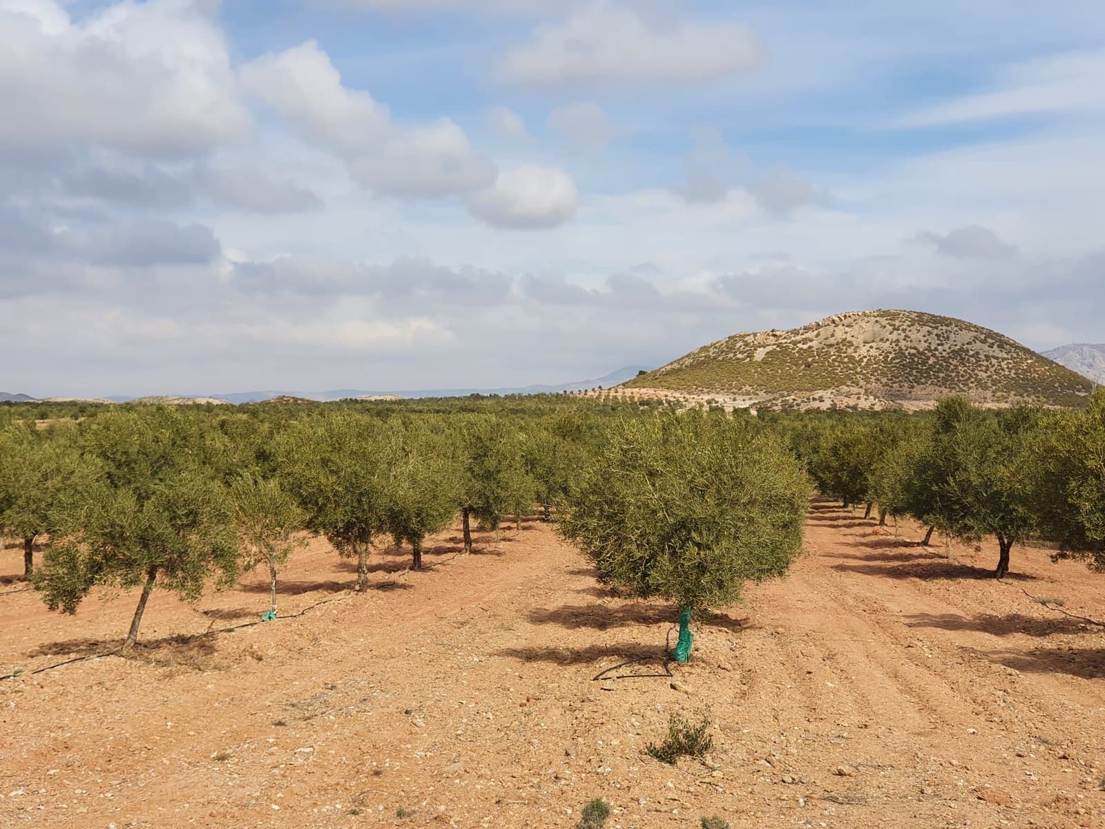 Finca/Country House for sale in Yecla - € 6,500,000 (Ref: 9494954)