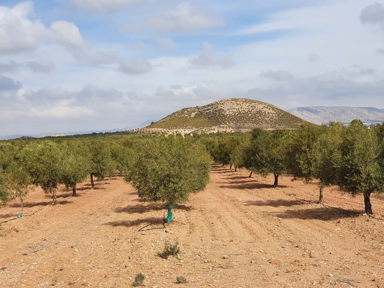 Finca/Country House for sale in Yecla - € 6,500,000 (Ref: 9494954)