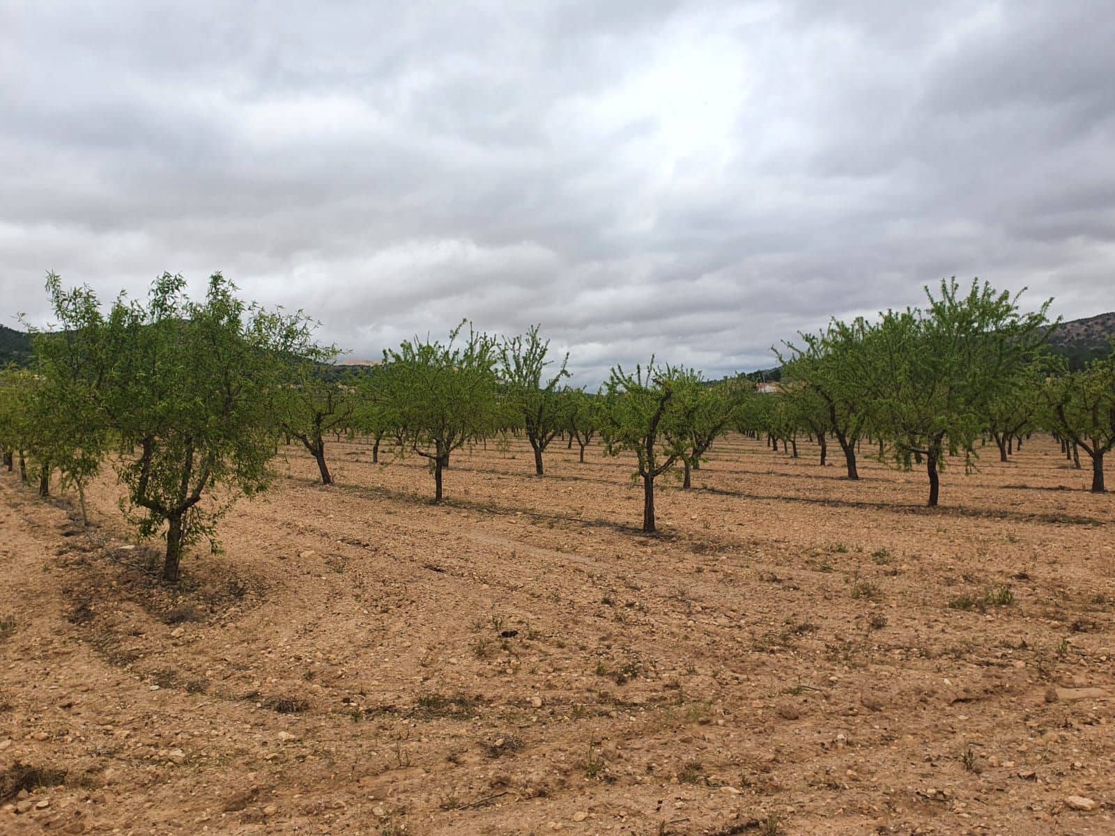 Finca/Country House for sale in Cofrentes - € 900,000 (Ref: 9494956)