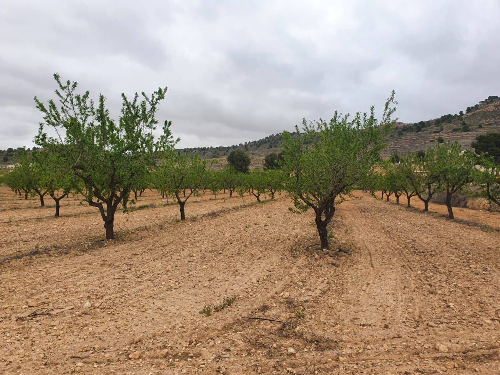 Finca/Country House for sale in Cofrentes - € 900,000 (Ref: 9494956)