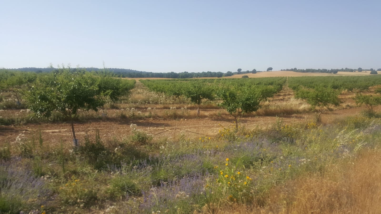 Finca/Landgut zu verkaufen in Pozo Canada - 11.000.000 € (Ref: 9494957)