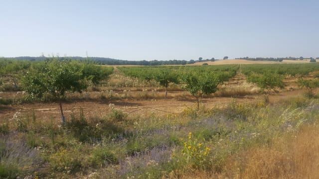 Finka/Dom wiejski na sprzedaż w Pozo Cañada - 11 000 000 € (Ref: 9494957)