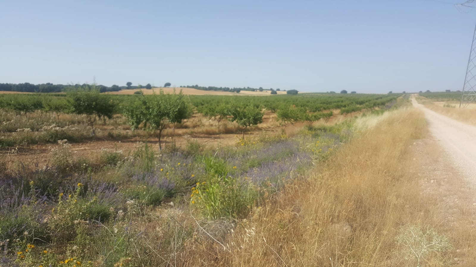 Finca/Landgut zu verkaufen in Pozo Canada - 11.000.000 € (Ref: 9494957)