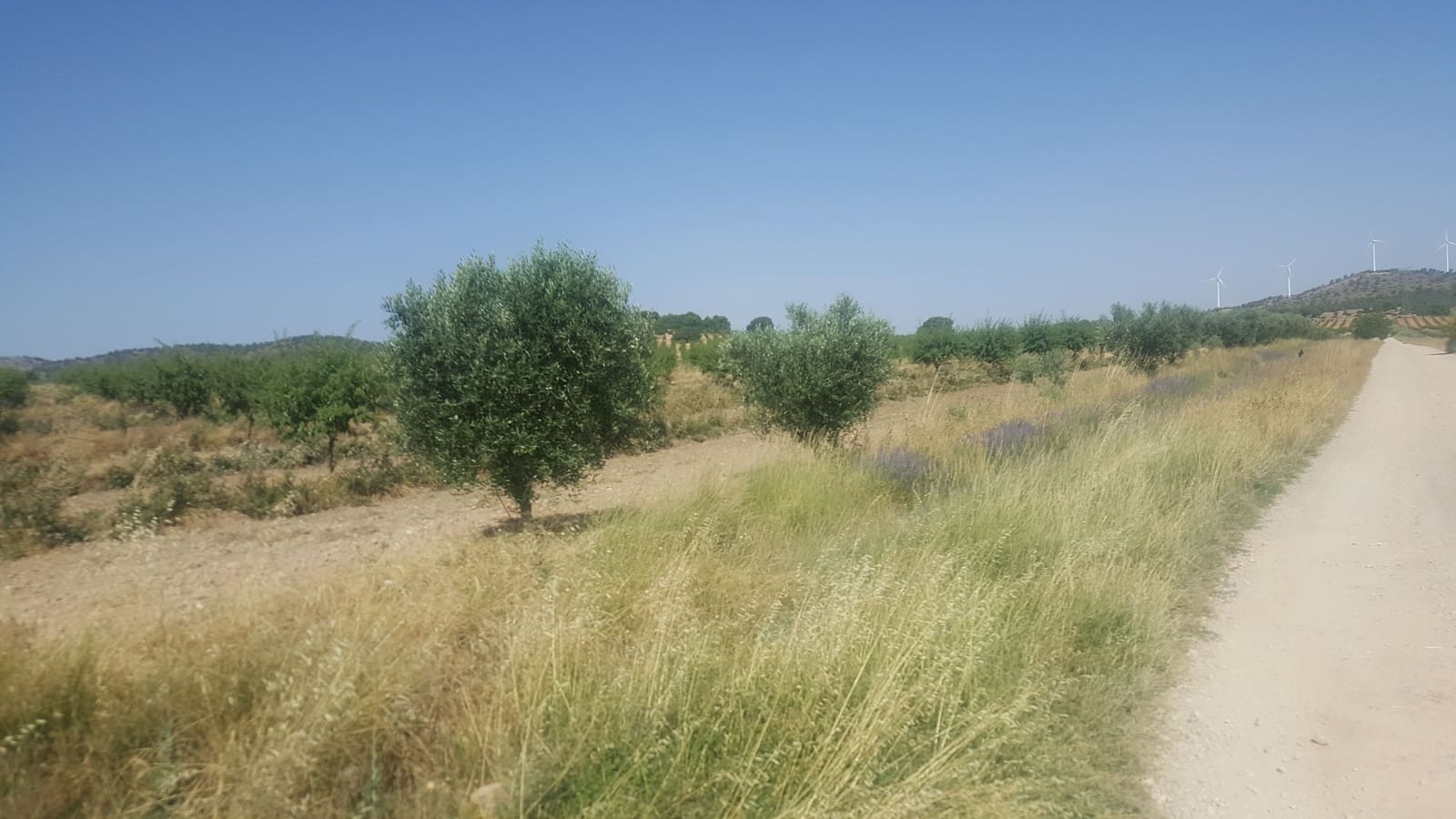 Finca/Landgut zu verkaufen in Pozo Canada - 11.000.000 € (Ref: 9494957)