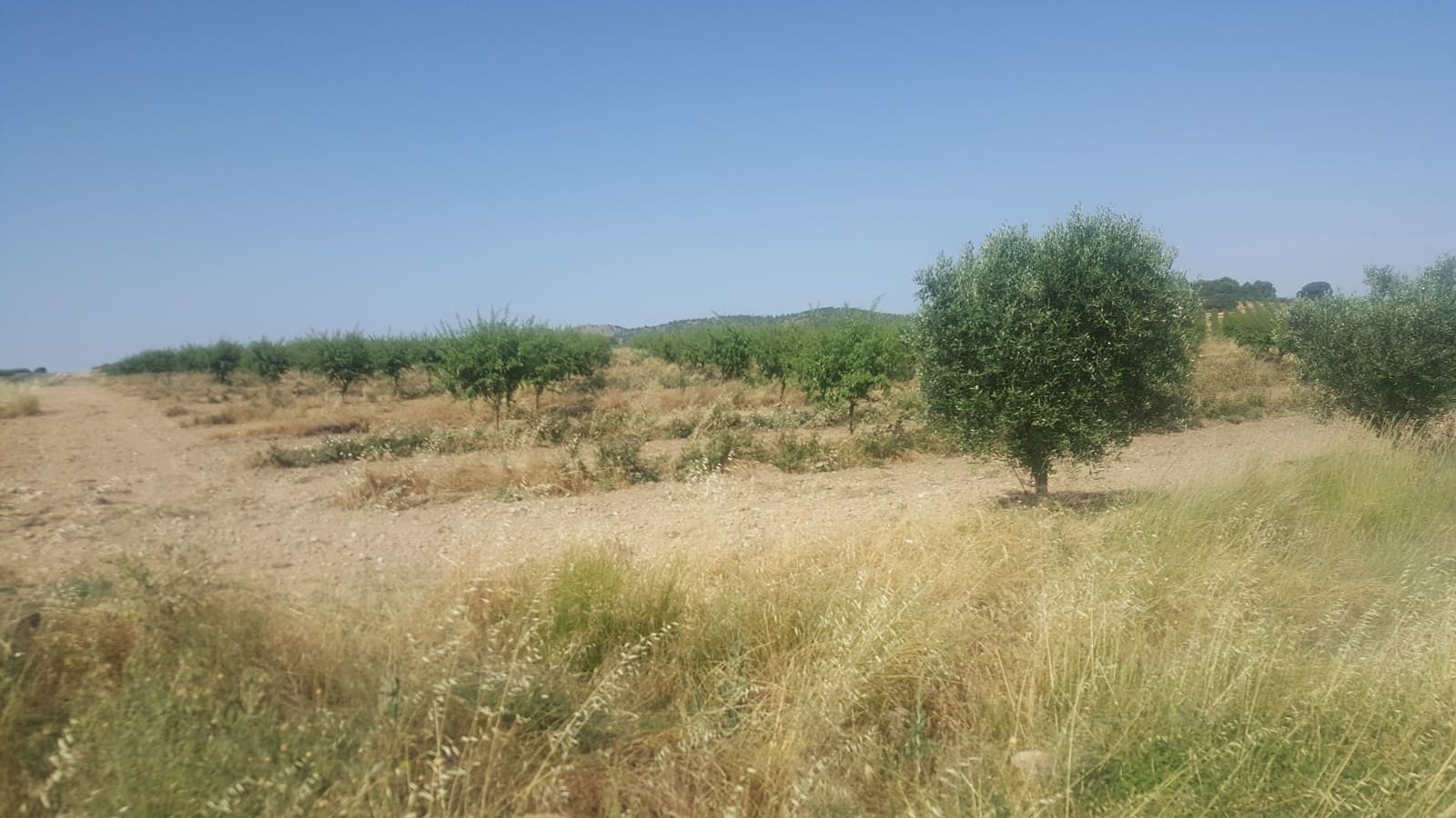 Finca/Landgut zu verkaufen in Pozo Canada - 11.000.000 € (Ref: 9494957)