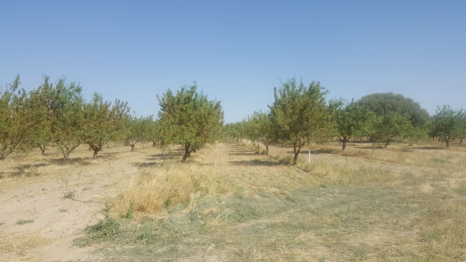 Finca/Landgut zu verkaufen in Pozo Canada - 11.000.000 € (Ref: 9494957)