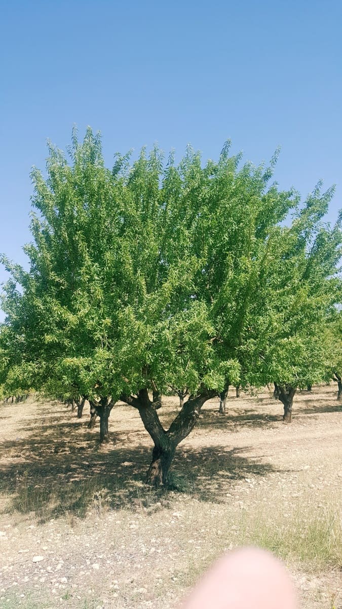 Finca/Landgut zu verkaufen in Pozo Canada - 11.000.000 € (Ref: 9494957)