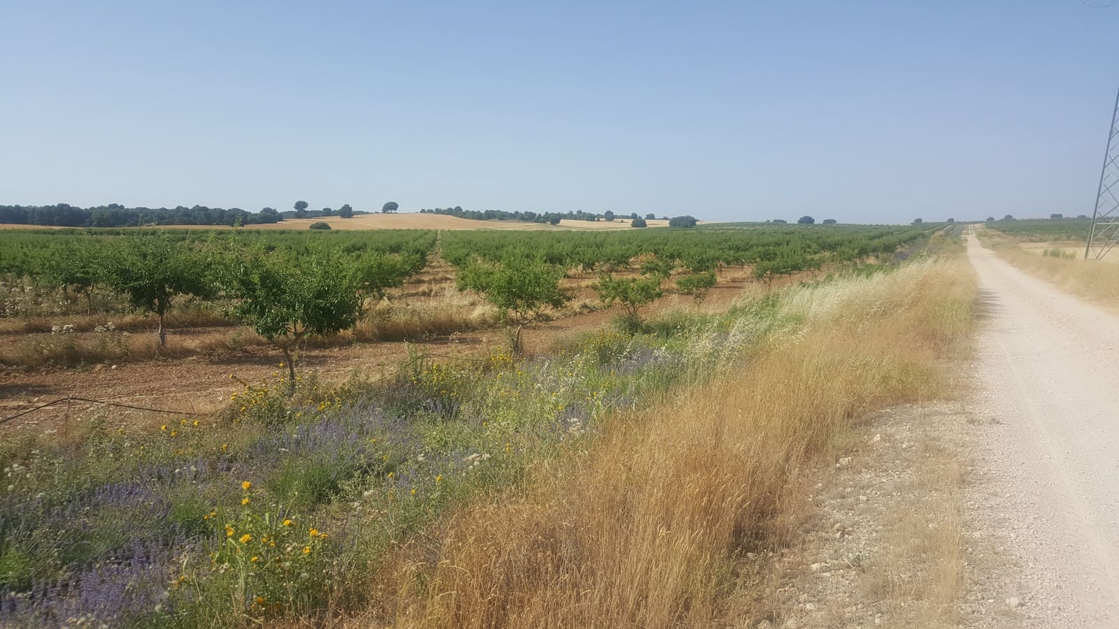 Finca/Landgut zu verkaufen in Pozo Canada - 11.000.000 € (Ref: 9494957)