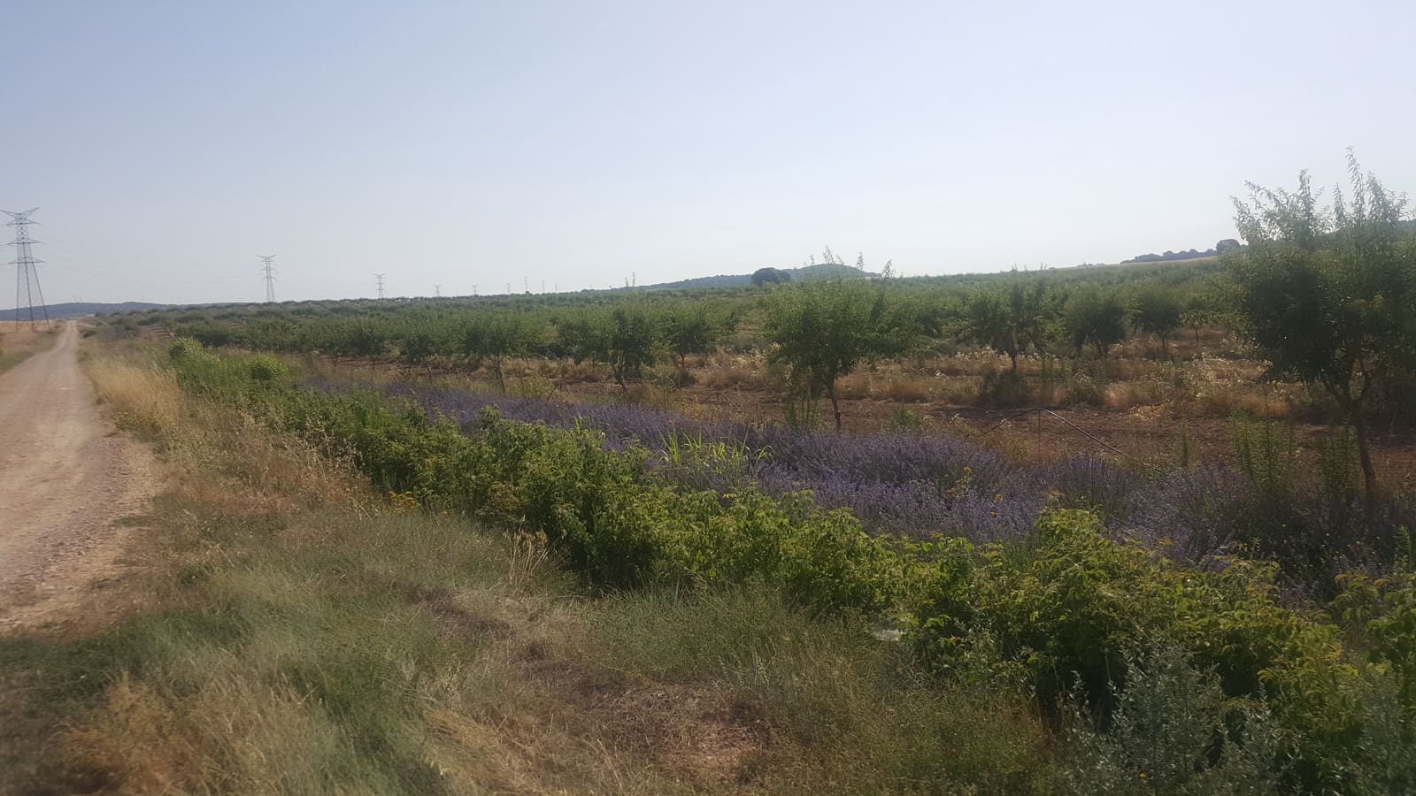 Finca/Landgut zu verkaufen in Pozo Canada - 11.000.000 € (Ref: 9494957)