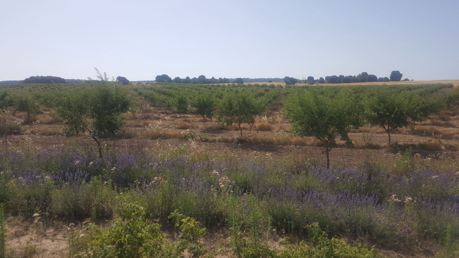 Finca/Landgut zu verkaufen in Pozo Canada - 11.000.000 € (Ref: 9494957)