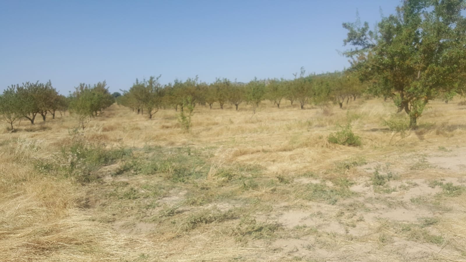 Finca/Landgut zu verkaufen in Pozo Canada - 11.000.000 € (Ref: 9494957)