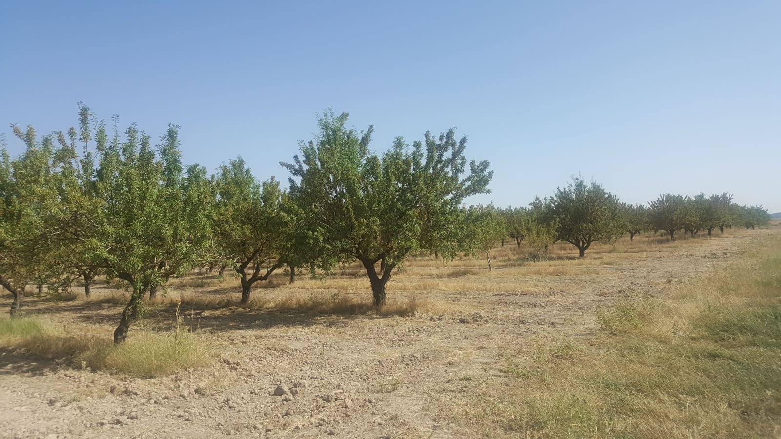 Finca/Landgut zu verkaufen in Pozo Canada - 11.000.000 € (Ref: 9494957)