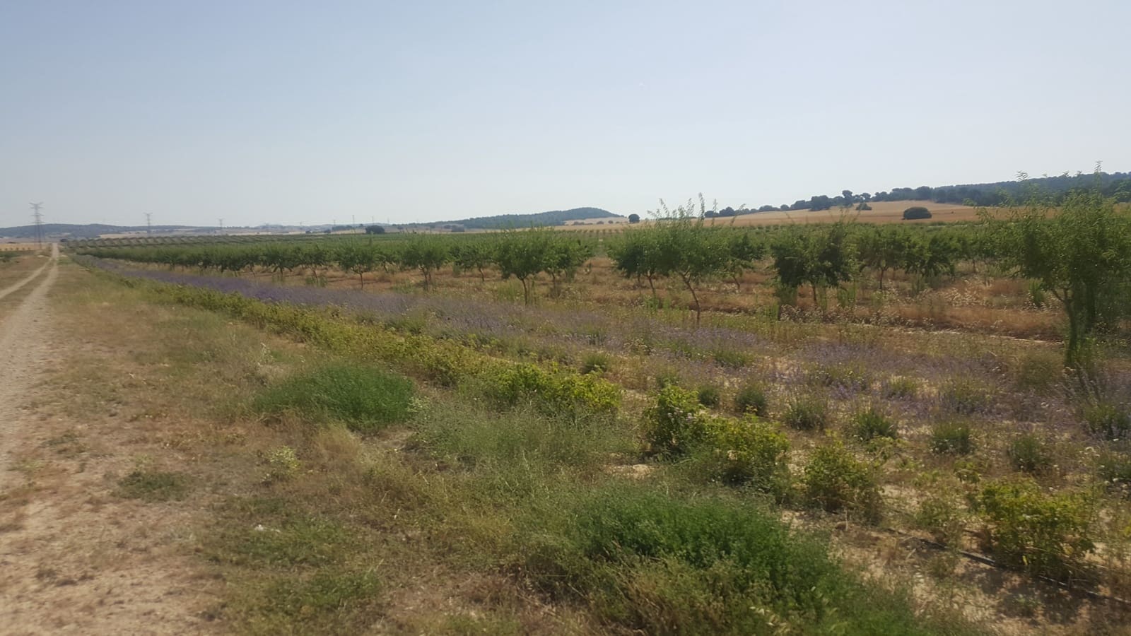 Finca/Landgut zu verkaufen in Pozo Canada - 11.000.000 € (Ref: 9494957)