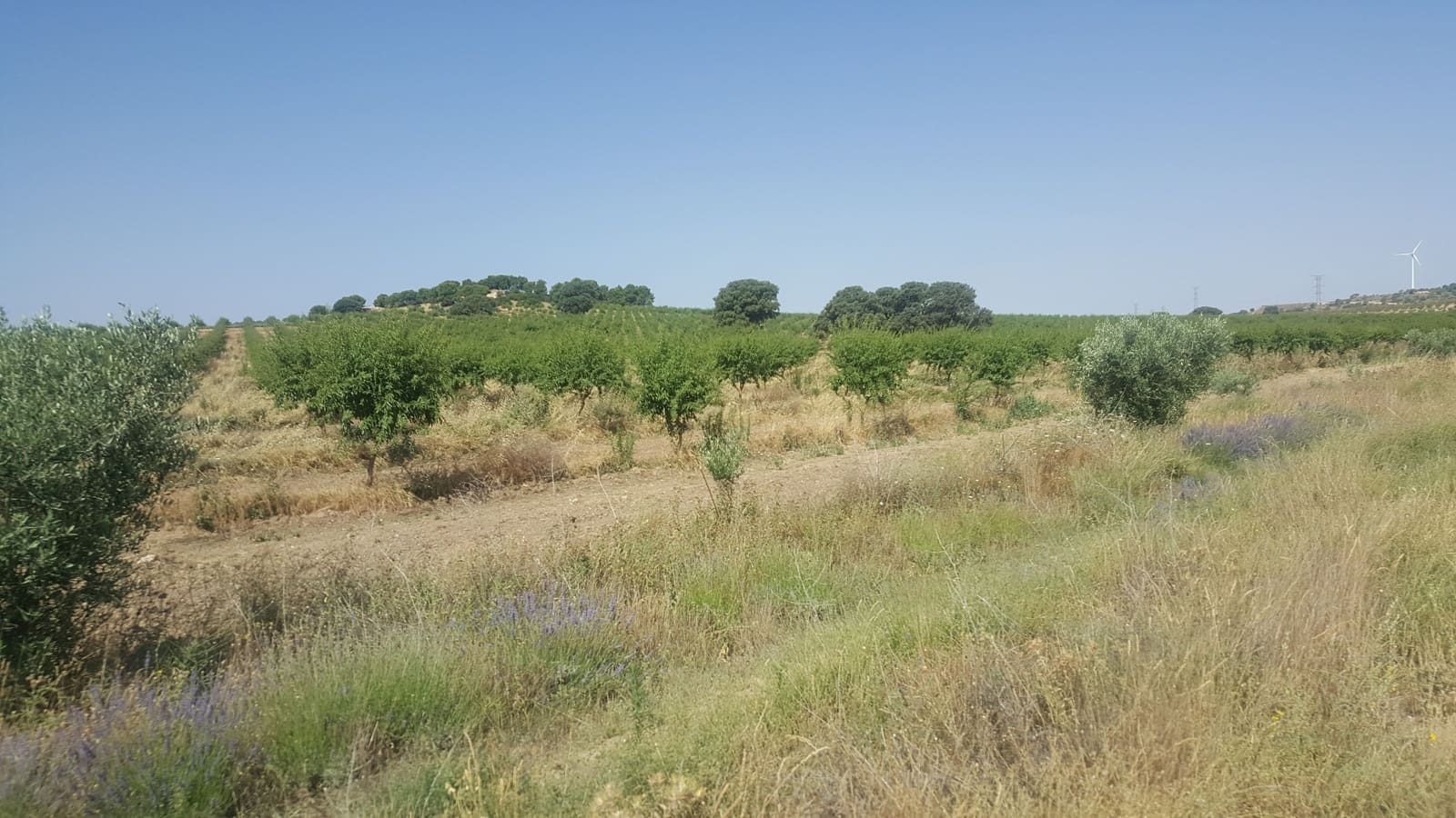 Finca/Landgut zu verkaufen in Pozo Canada - 11.000.000 € (Ref: 9494957)