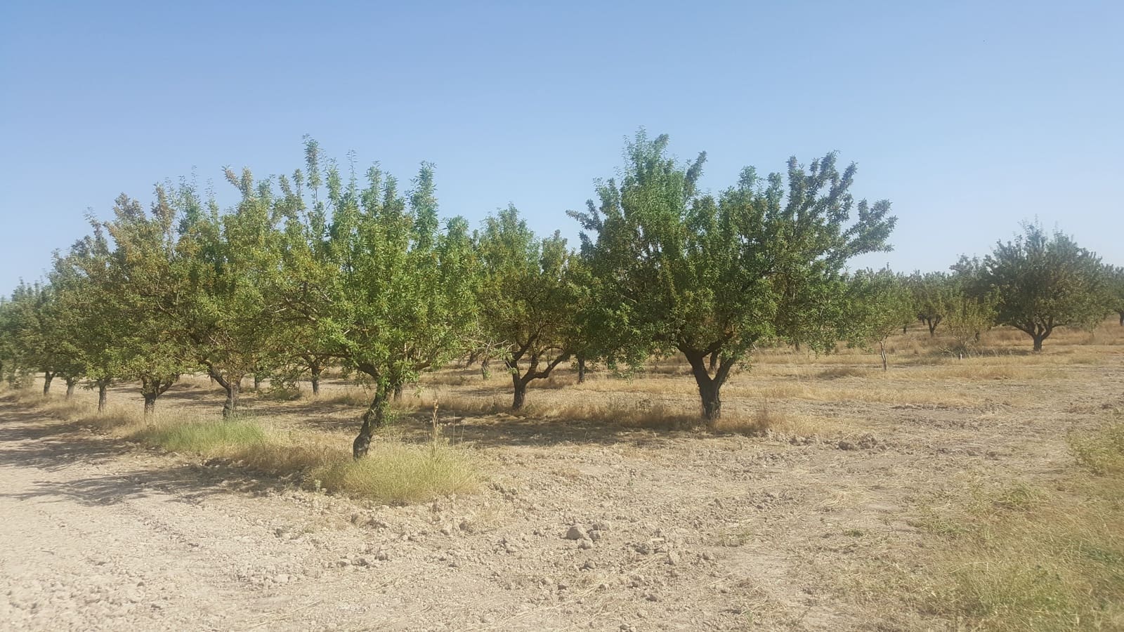 Finca/Landgut zu verkaufen in Pozo Canada - 11.000.000 € (Ref: 9494957)