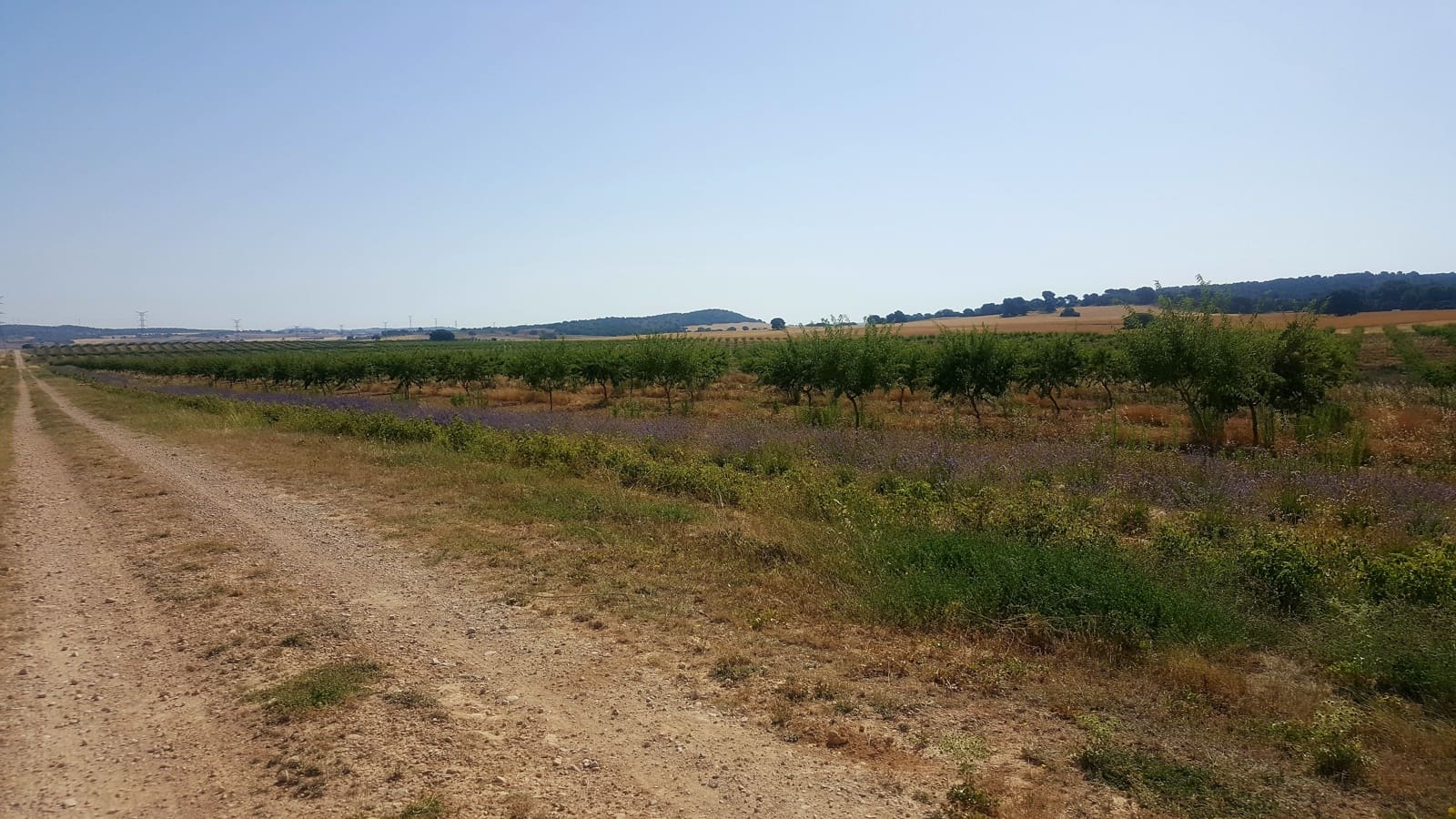 Finca/Landgut zu verkaufen in Pozo Canada - 11.000.000 € (Ref: 9494957)