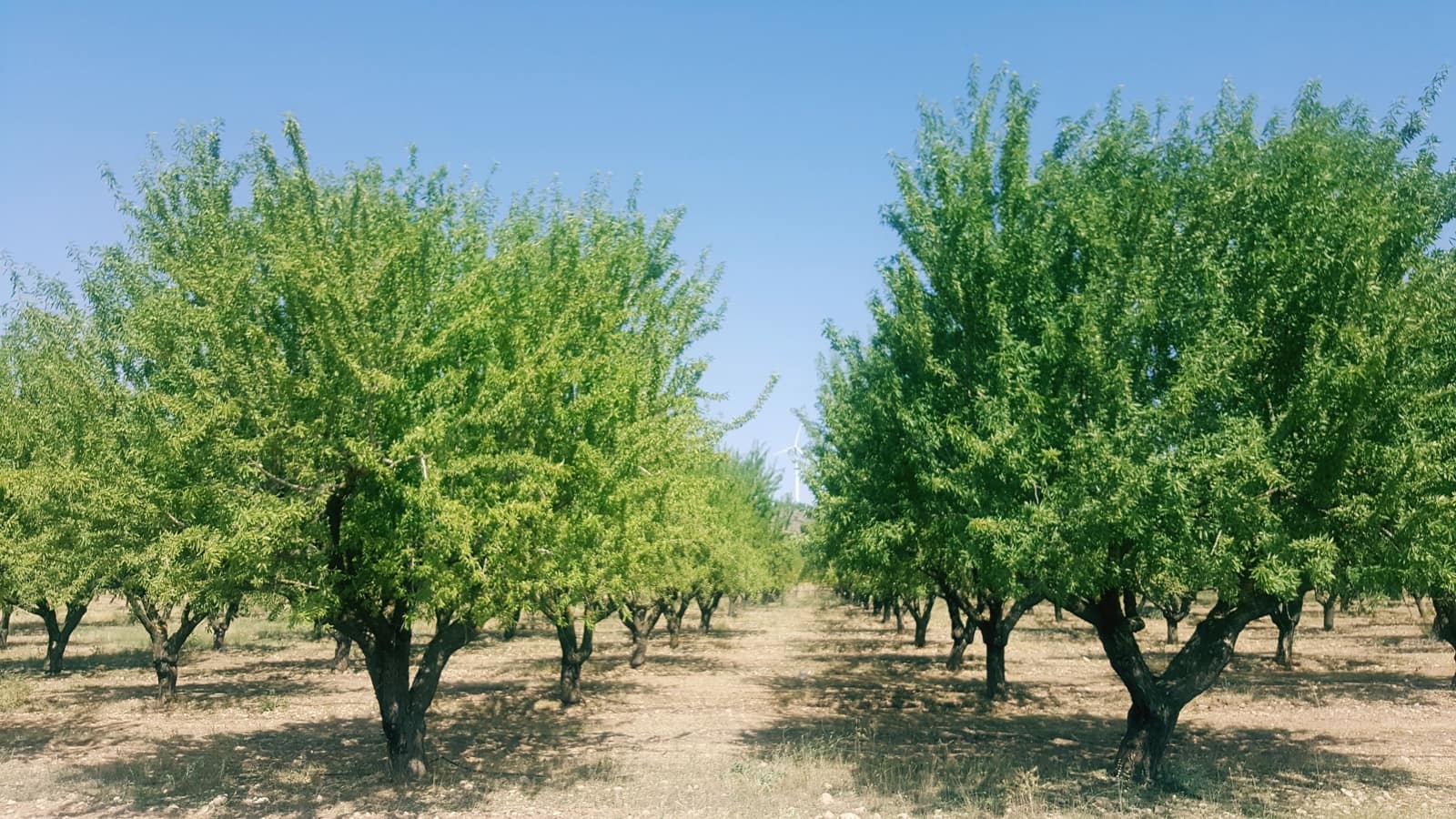 Finca/Landgut zu verkaufen in Pozo Canada - 11.000.000 € (Ref: 9494957)