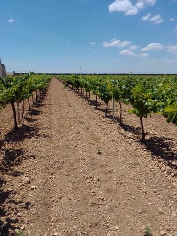 Finca/Country House for sale in Tomelloso - € 3,000,000 (Ref: 9494959)