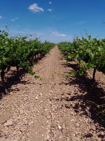 Finca/Country House for sale in Tomelloso - € 3,000,000 (Ref: 9494959)