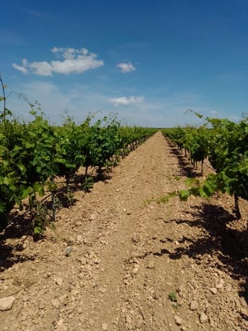 Finca/Country House for sale in Tomelloso - € 3,000,000 (Ref: 9494959)