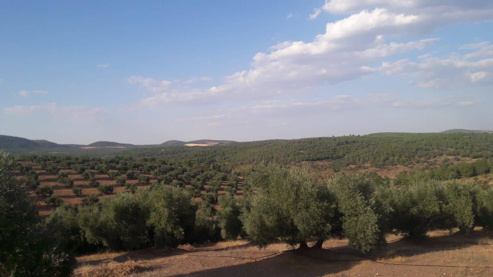 Finca/Country House for sale in Jaen city - € 9,000,000 (Ref: 9494960)