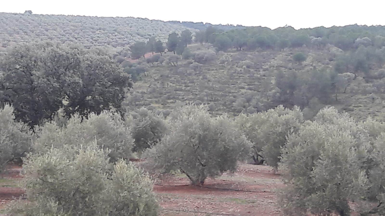 Finca/Country House for sale in Jaen city - € 9,000,000 (Ref: 9494960)